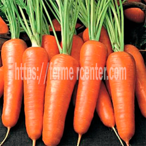 Бентли F1 - морковь, Agri Saaten (Агри Заатен) Германия  фото, цена